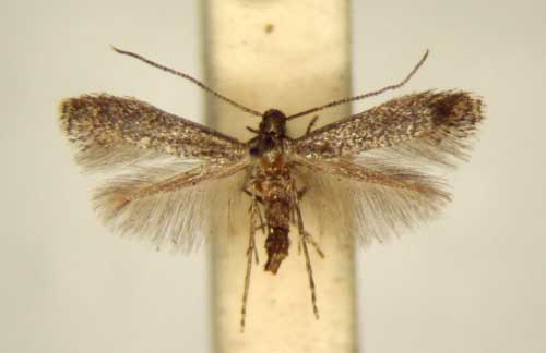 /filer/webapps/moths_gc/media/images/P/pergulariae_Metriochroa_PT_TMSA6328.jpg