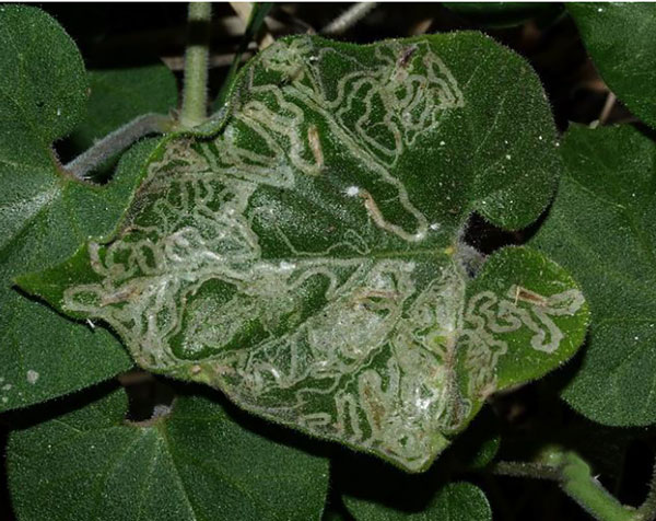 /filer/webapps/moths_gc/media/images/P/pergulariae_Metriochroa_mine_Triberti-et-al_2024_49.jpg