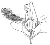 /filer/webapps/moths_gc/media/images/P/periplecta_Epicephala_GM_Diakonoff_1955_89_PxUaFfe.jpg