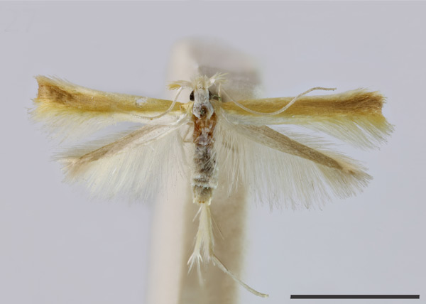 /filer/webapps/moths_gc/media/images/P/peritheta_Penica_HT_010920068_BMNH.jpg