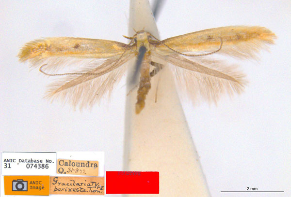 /filer/webapps/moths_gc/media/images/P/perixesta_Caloptilia_HT_ANIC.jpg