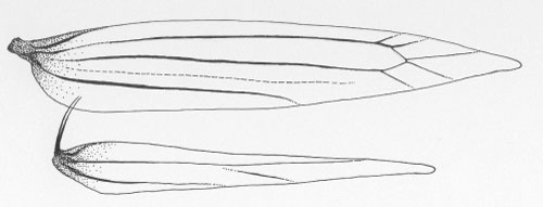 /filer/webapps/moths_gc/media/images/P/perodeaui_Cameraria_W_DePrins3742.jpg