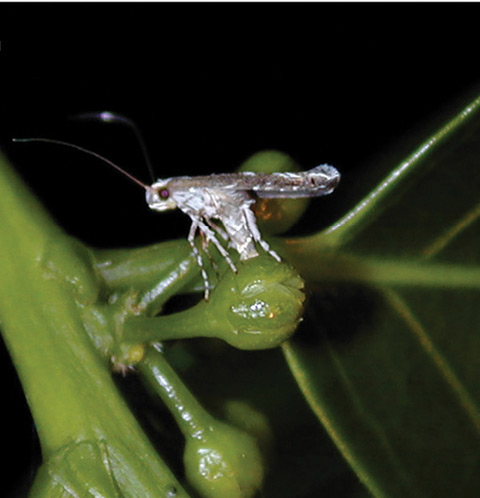 /filer/webapps/moths_gc/media/images/P/perplexa_Epicephala_GF_Kawakita-et-Kato_2016_106.jpg