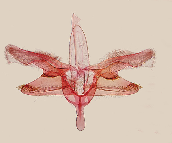 /filer/webapps/moths_gc/media/images/P/perplexa_Epicephala_GM_Kawakita-et-Kato_2016_94.jpg