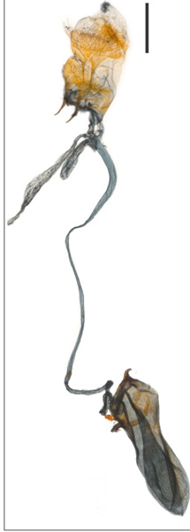 /filer/webapps/moths_gc/media/images/P/perseae_Caloptilia_A_GF_USNM.jpg