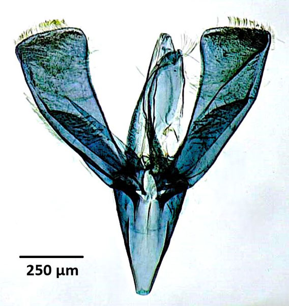 /filer/webapps/moths_gc/media/images/P/perseae_Caloptilia_GM_Iruegas-Buentello-etal_2025_7.jpg