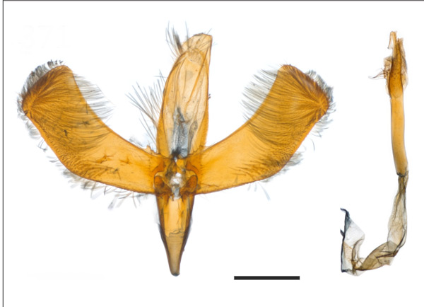 /filer/webapps/moths_gc/media/images/P/perseae_Caloptilia_PT_GM_USNM.jpg