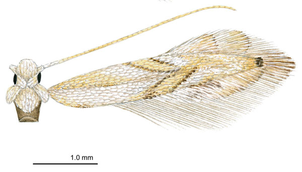 /filer/webapps/moths_gc/media/images/P/perseafolia_Phyllocnistis_HT_DavisWagner_2011_46.jpg