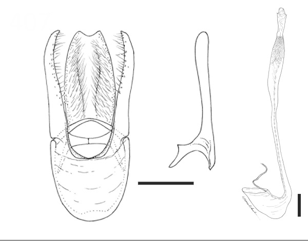 /filer/webapps/moths_gc/media/images/P/perseafolia_Phyllocnistis_HT_GM_USNM.jpg