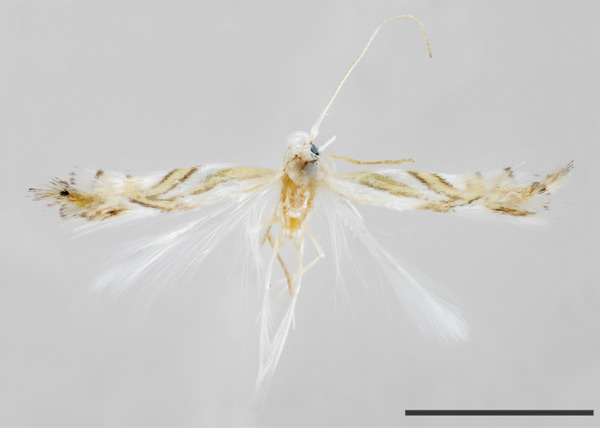 /filer/webapps/moths_gc/media/images/P/perseafolia_Phyllocnistis_HT_USNM.jpg