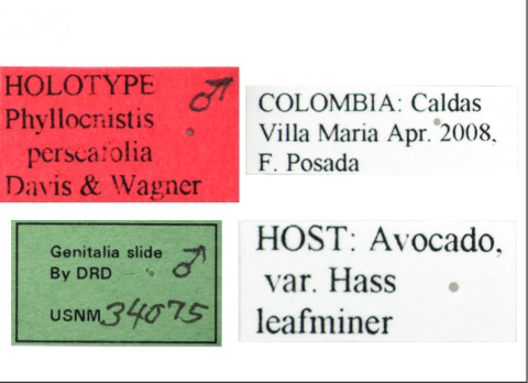 /filer/webapps/moths_gc/media/images/P/perseafolia_Phyllocnistis_HT_USNM_Labels.jpg