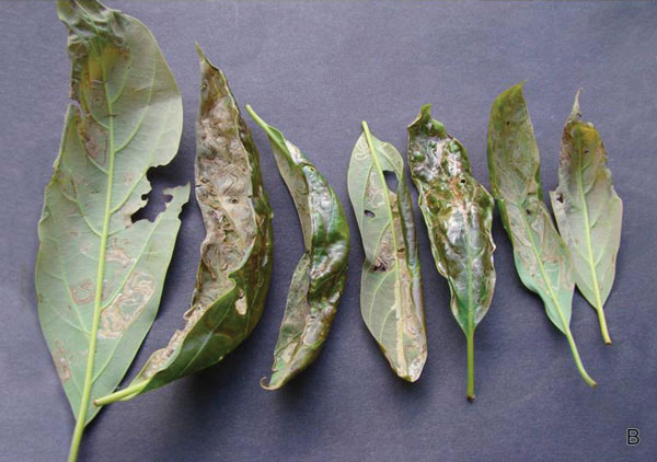 /filer/webapps/moths_gc/media/images/P/perseafolia_Phyllocnistis_mine2_DavisWagner_2011_49.jpg