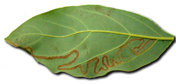/filer/webapps/moths_gc/media/images/P/perseafolia_Phyllocnistis_mine_DavisWagner_2011_48.jpg
