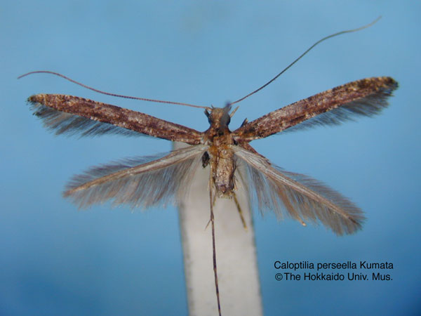 /filer/webapps/moths_gc/media/images/P/perseella_Caloptilia_HT_EIHU.jpg