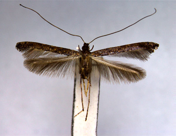 /filer/webapps/moths_gc/media/images/P/perseella_Caloptilia_PT_EIHU.jpg