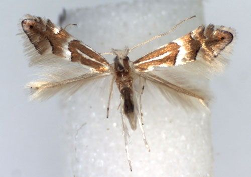 /filer/webapps/moths_gc/media/images/P/persimilis_Phyllonorycter_A_WJDP.jpg