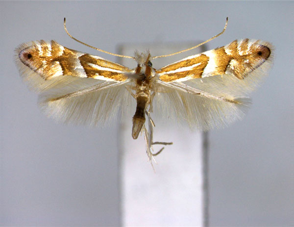 /filer/webapps/moths_gc/media/images/P/persimilis_Phyllonorycter_PT_EIHU.jpg