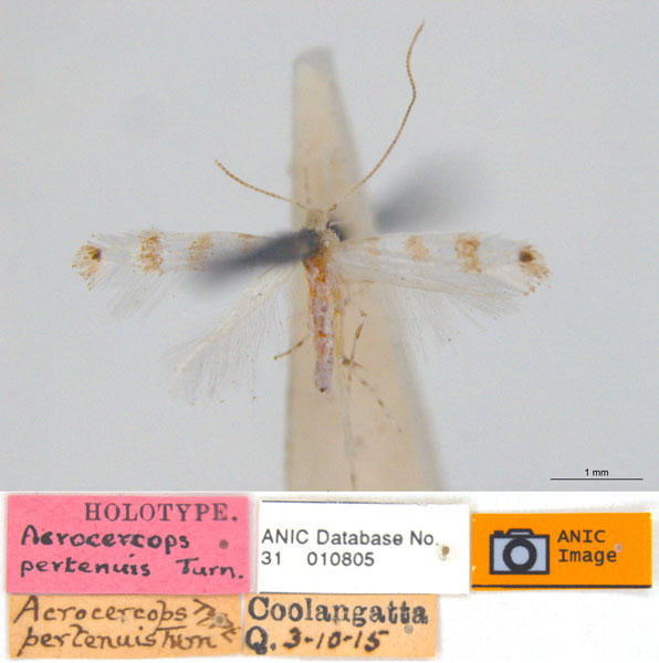 /filer/webapps/moths_gc/media/images/P/pertenuis_Acrocercops_HT_ANIC.jpg