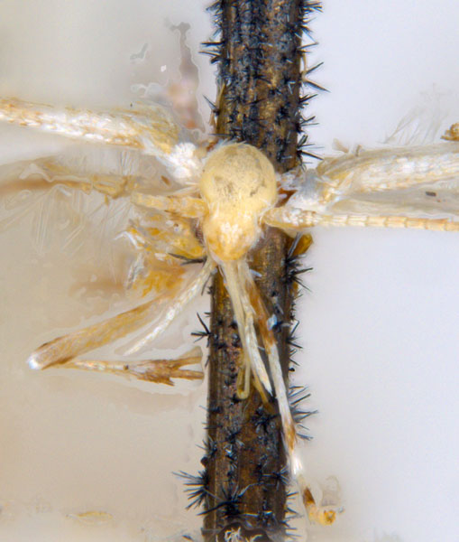 /filer/webapps/moths_gc/media/images/P/pertenuis_Acrocercops_HT_head_ANIC.jpg