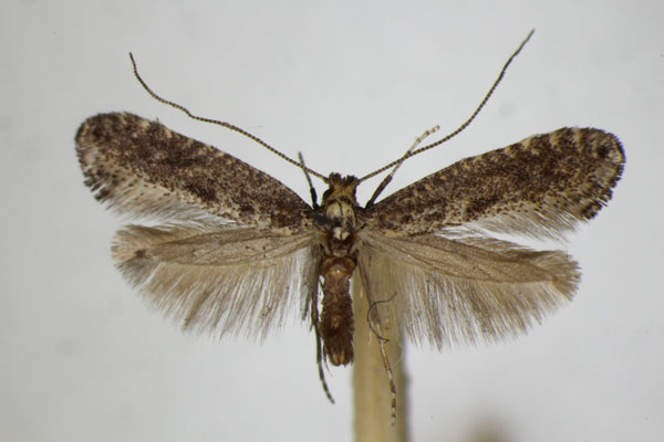 /filer/webapps/moths_gc/media/images/P/petiolella_Parornix_A_ZSM.jpg