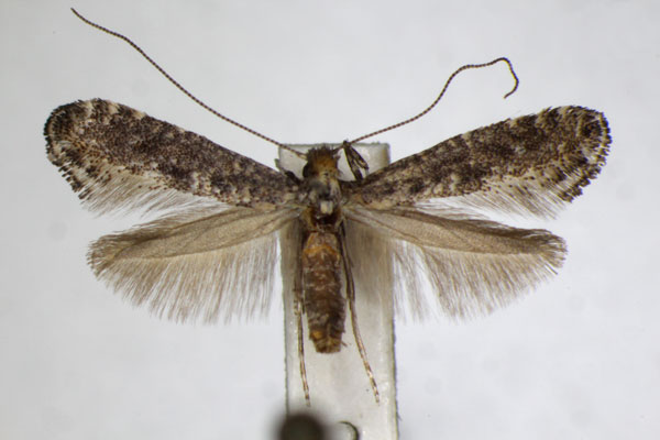 /filer/webapps/moths_gc/media/images/P/petiolella_Parornix_A_ZSM_3.jpg