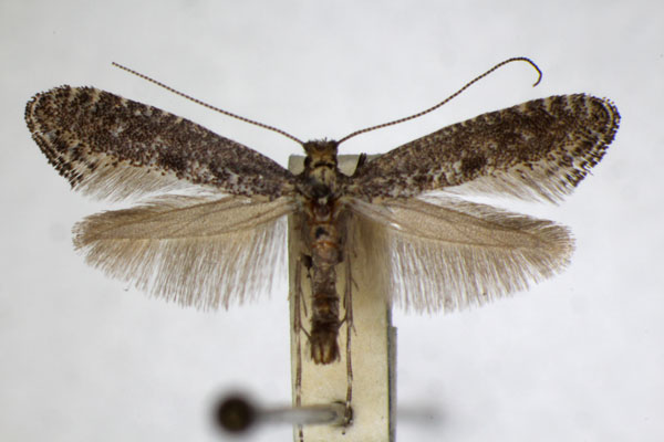 /filer/webapps/moths_gc/media/images/P/petiolella_Parornix_A_ZSM_4.jpg