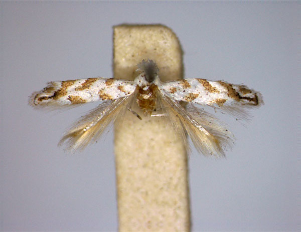 /filer/webapps/moths_gc/media/images/P/petrazzaniella_Phyllonorycter_A_EIHU.jpg