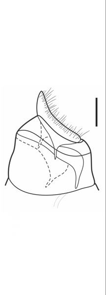 /filer/webapps/moths_gc/media/images/P/petronellii_Phyllocnstis_HT_GF_MNHN.jpg