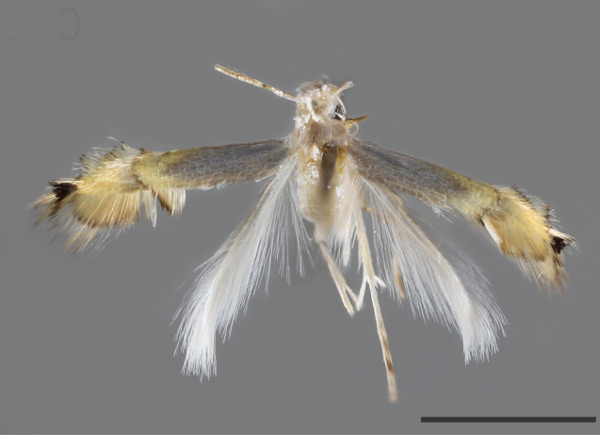 /filer/webapps/moths_gc/media/images/P/petronellii_Phyllocnstis_HT_MNHN.jpg