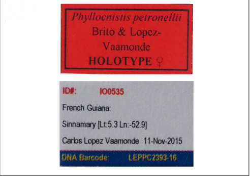 /filer/webapps/moths_gc/media/images/P/petronellii_Phyllocnstis_HT_MNHN_Label.jpg