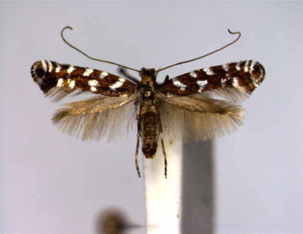 /filer/webapps/moths_gc/media/images/P/pfaffenzelleri_Callisto_A_EIHU.jpg