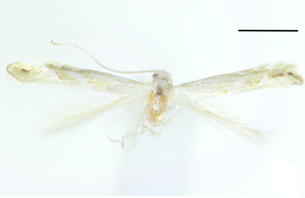 /filer/webapps/moths_gc/media/images/P/phallustenuis_Phyllonorycter_HT_Kim-etal_2024_400.jpg