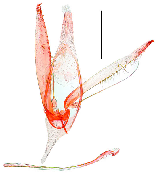 /filer/webapps/moths_gc/media/images/P/phallustenuis_Phyllonorycter_HT__GM_Kim-etal_2024_405.jpg