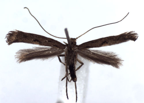 /filer/webapps/moths_gc/media/images/P/phasianipennella_Calybites_A_WJDP.jpg