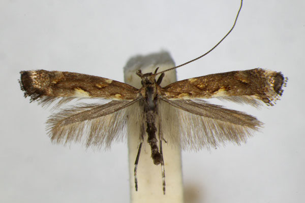 /filer/webapps/moths_gc/media/images/P/phasianipennella_Calybites_A_ZSM_2.jpg