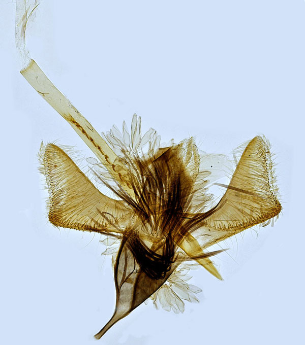 /filer/webapps/moths_gc/media/images/P/phasianipennella_Calybites_GM_Hall.jpg