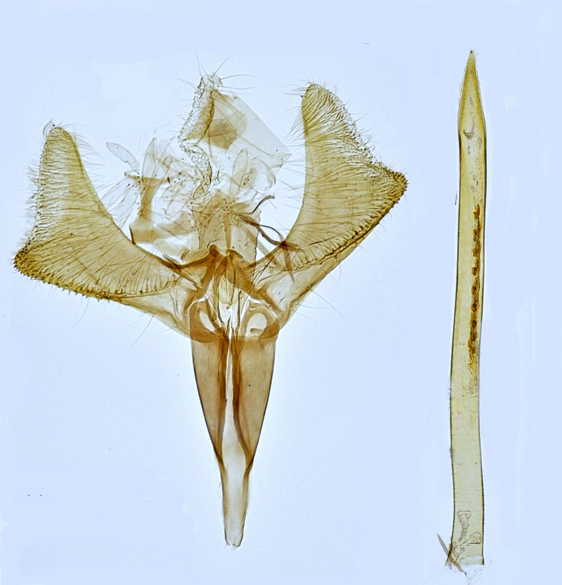 /filer/webapps/moths_gc/media/images/P/phasianipennella_Calybites_GM_Hall_2.jpg