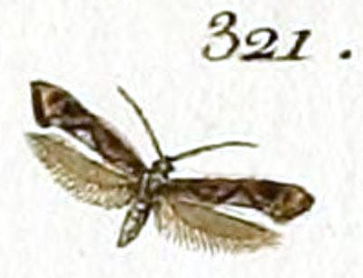 /filer/webapps/moths_gc/media/images/P/phasianipennella_Tinea_HT_Huebner_45-321.jpg
