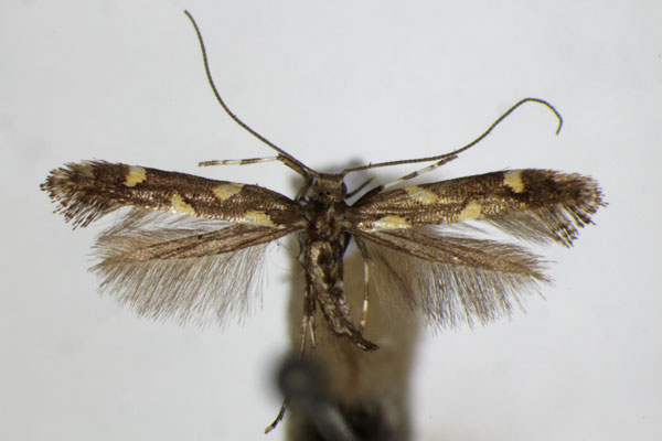 /filer/webapps/moths_gc/media/images/P/phasianipennella_quadruplella_Calybites_A_ZSM.jpg