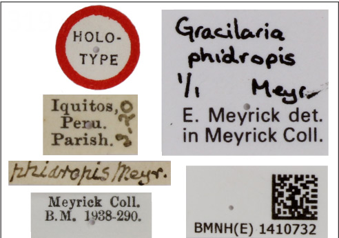 /filer/webapps/moths_gc/media/images/P/phiaropis_Caloptilia_HT_1410732_BMNH_labels.jpg