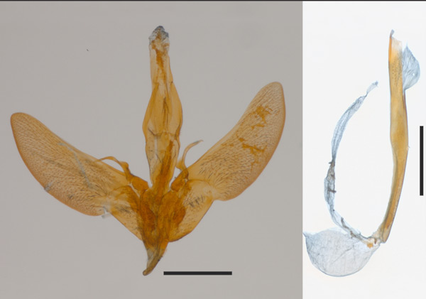 /filer/webapps/moths_gc/media/images/P/phiaropis_Caloptilia_HT_GM_1410732_BMNH.jpg