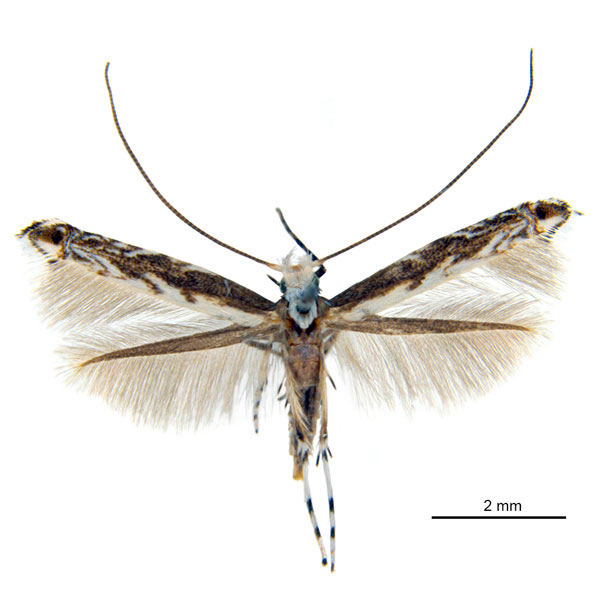 /filer/webapps/moths_gc/media/images/P/philippa_Epicephala_HT_ANIC.jpg