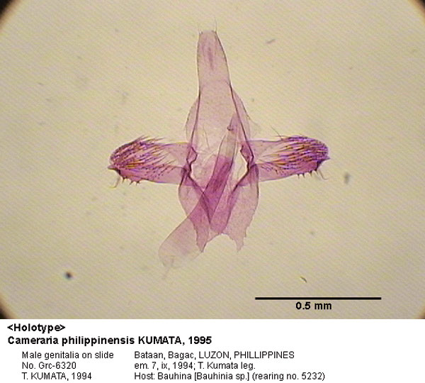 /filer/webapps/moths_gc/media/images/P/philippinensis_Cameraria_GM_HT_6320_EIHU.jpg