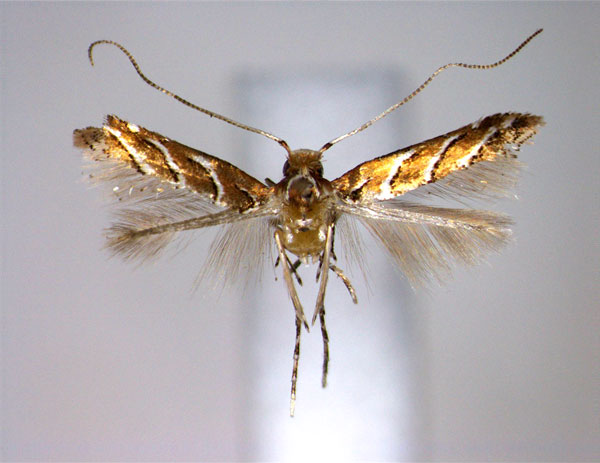 /filer/webapps/moths_gc/media/images/P/philippinensis_Cameraria_PT_EIHU.jpg