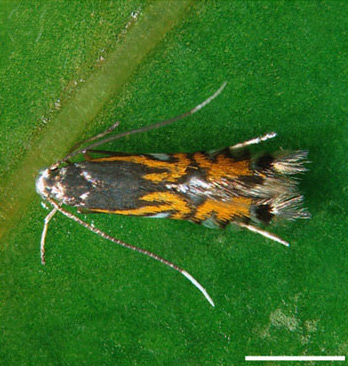 /filer/webapps/moths_gc/media/images/P/phoebus_Phyllocnistis_PT_Brito_etal_2019_32_2.jpg