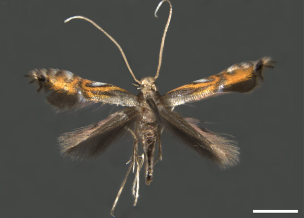 /filer/webapps/moths_gc/media/images/P/phoebus_Phyllocnistis_PT_DZUP.jpg