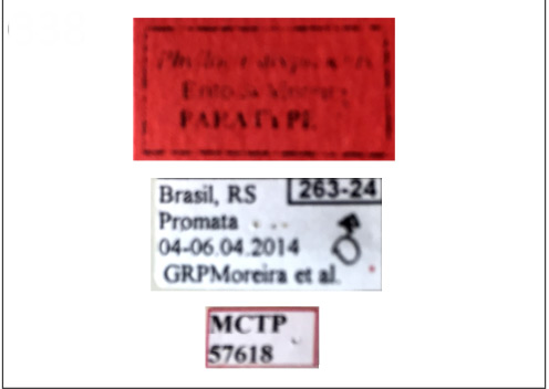 /filer/webapps/moths_gc/media/images/P/phoebus_Phyllocnistis_PT_DZUP_Labels.jpg