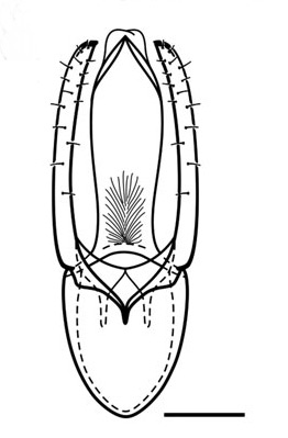 /filer/webapps/moths_gc/media/images/P/phoebus_Phyllocnistis_PT_GM_Brito_etal_2019_32_2.jpg