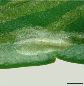 /filer/webapps/moths_gc/media/images/P/phoebus_Phyllocnistis_cocoon2_Brito_etal_2019_43.jpg