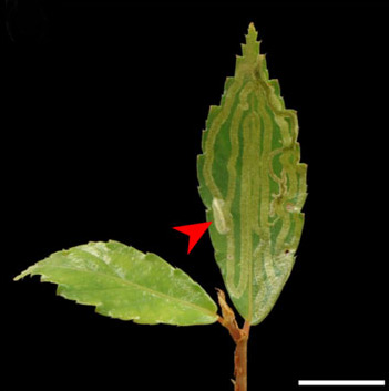 /filer/webapps/moths_gc/media/images/P/phoebus_Phyllocnistis_cocoon_Brito_etal_2019_43.jpg